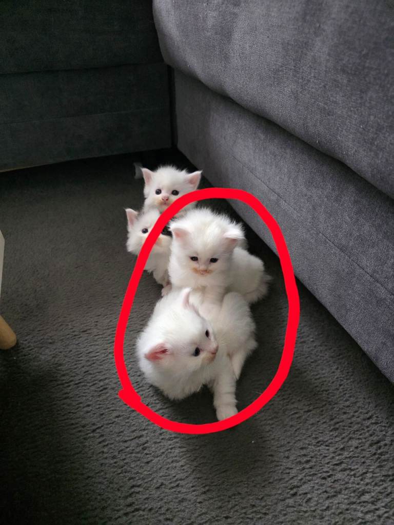 3 kittens sold still just 2 one girl and one boy 
