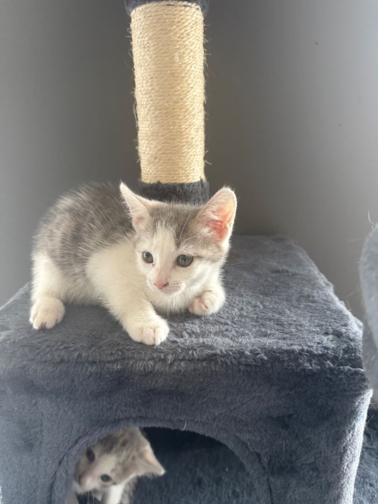 Kittens