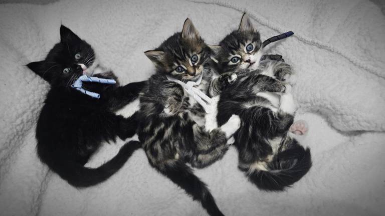 3 adorable male kittens 