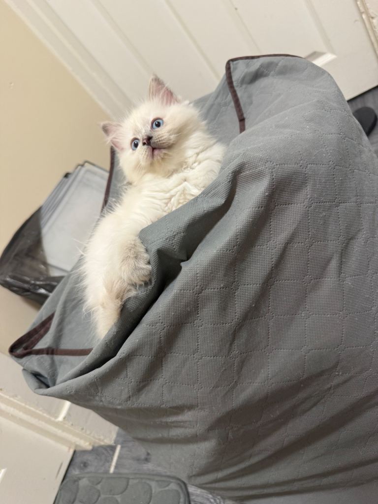 Ragdoll kitten 