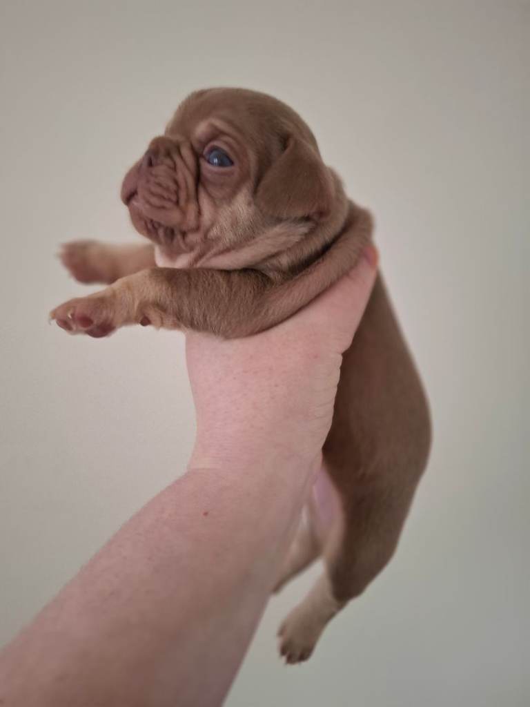 French bulldog puppys KC registered 