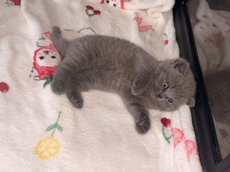 GCCF REGISTERED BRITISH BLUE SHORTHAIR
