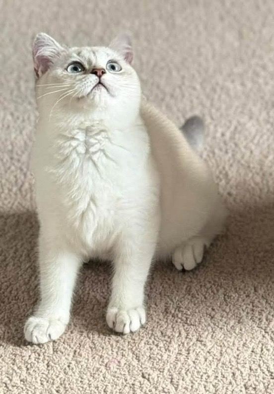 RARE 🐾 British Shorthair White/Silver Chinchilla 🐾 LAST BOY 