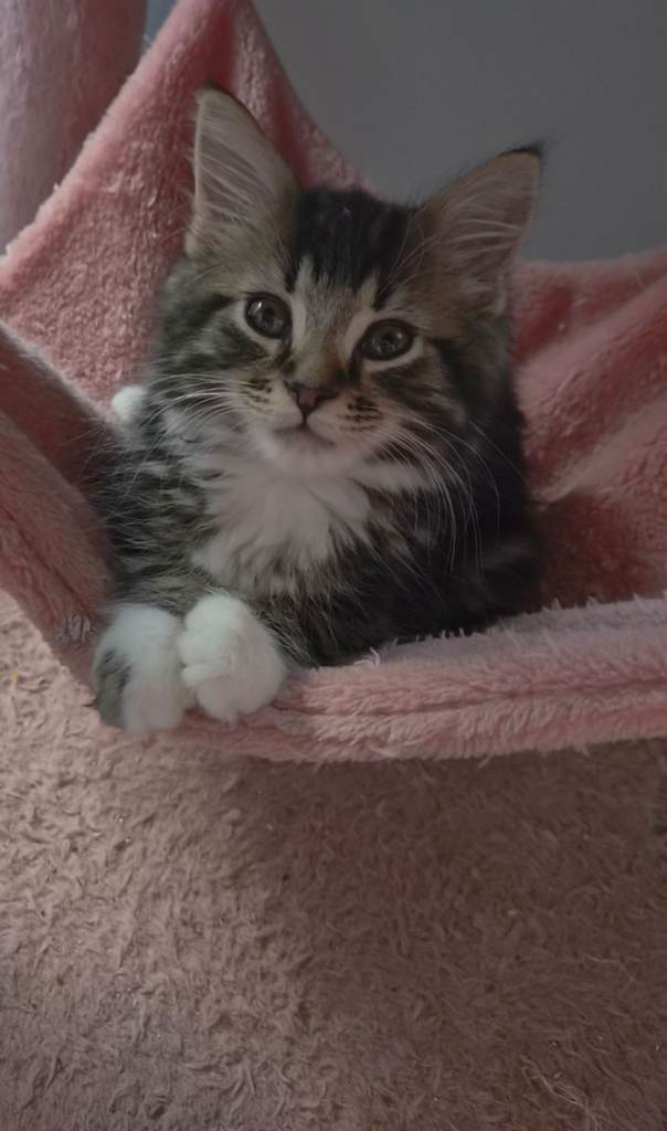 Beautiful Bengal Mix Kittens 