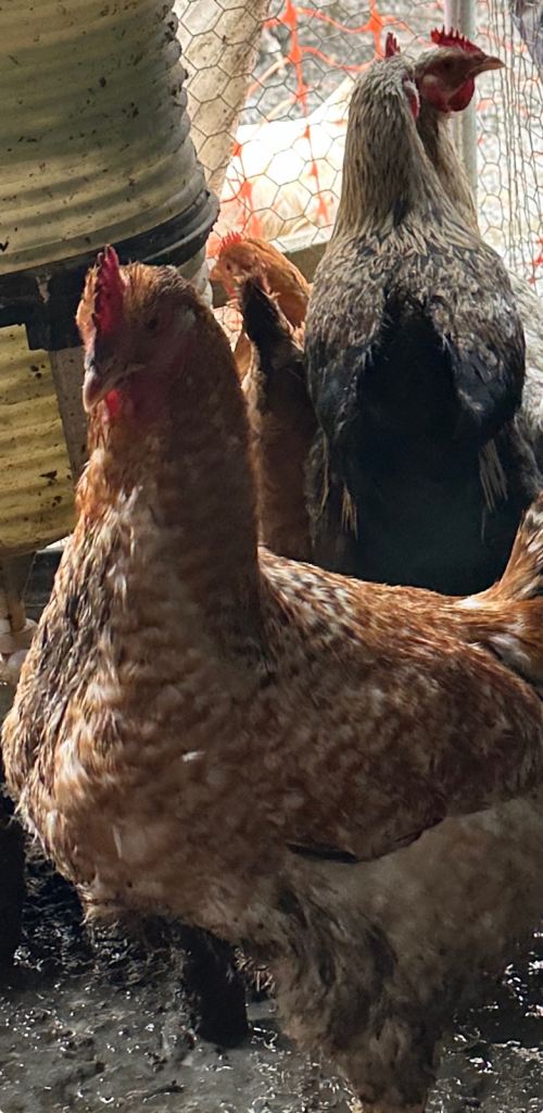 Young less than 1 year old chickens