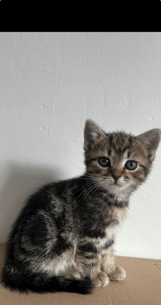 Gorgeous tabby kitten 
