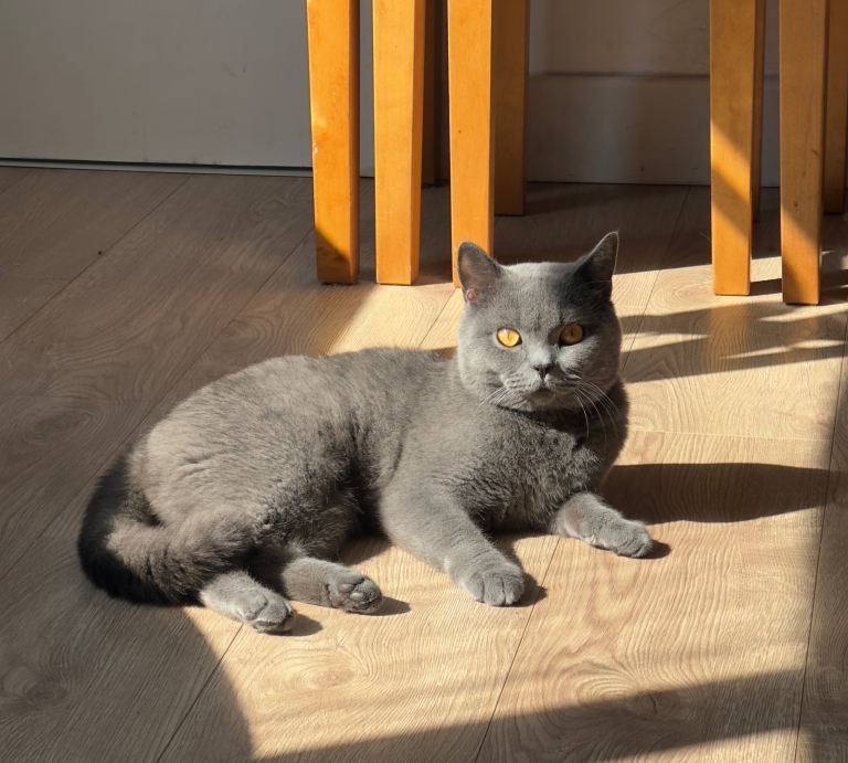 BRITISH SHORTHAIR KITTENS FOR SALE