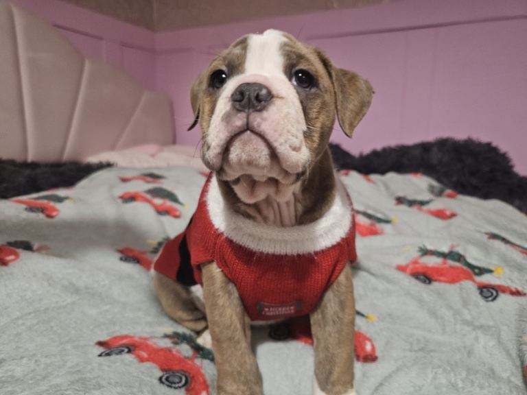 Olde English bulldogge (last girl)