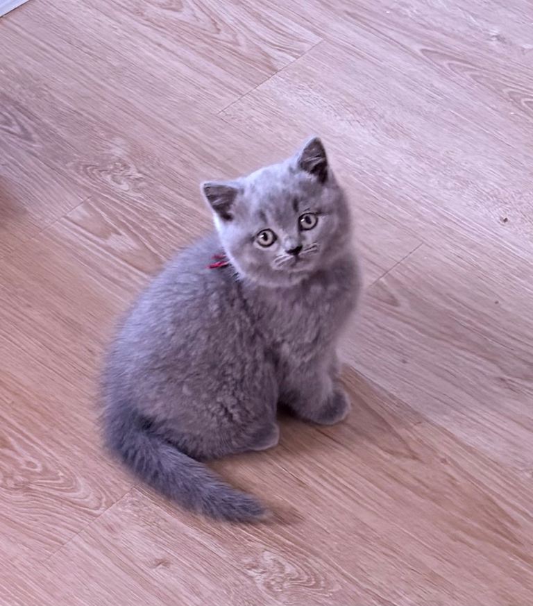 British Shorthair Kittens  from Pedigree Family 