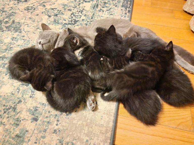 BRITISH SHORT HAIR AND TUXEDO MIX KITTENS - READY FOR NEW LOVING HOME