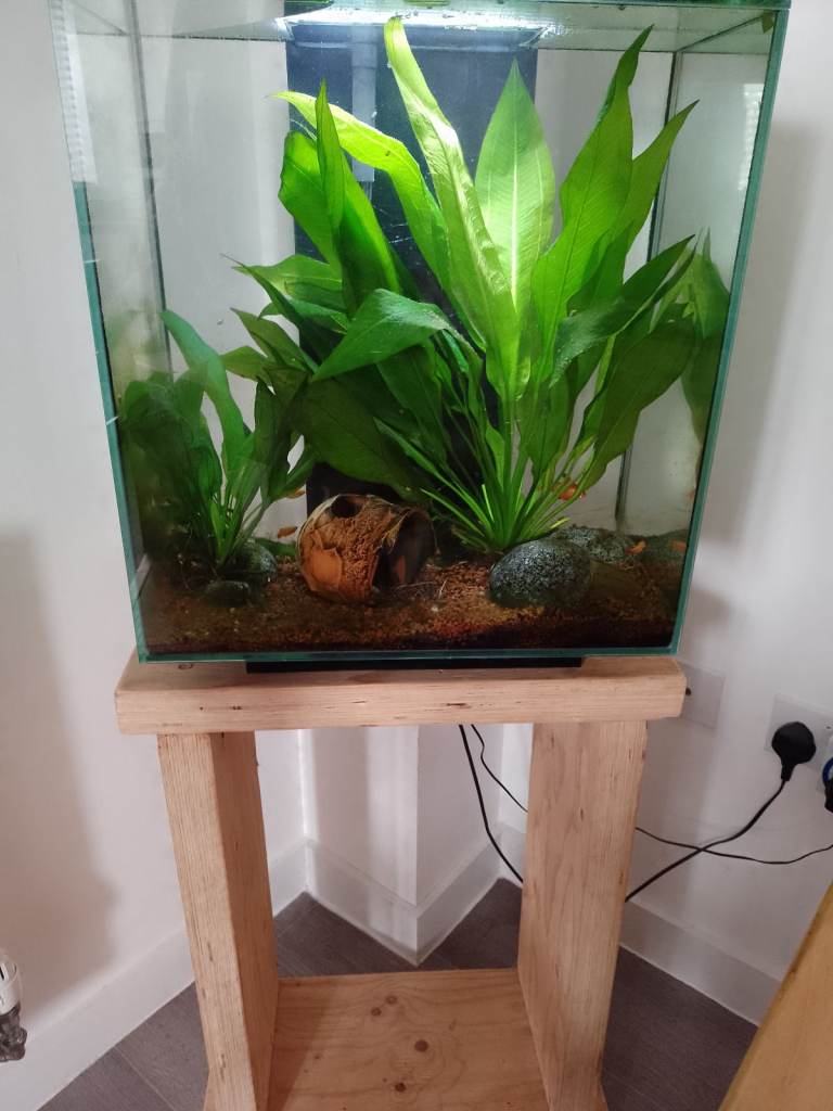 Fluval Edge 49 litre aquarium and wooden stand with fish included.