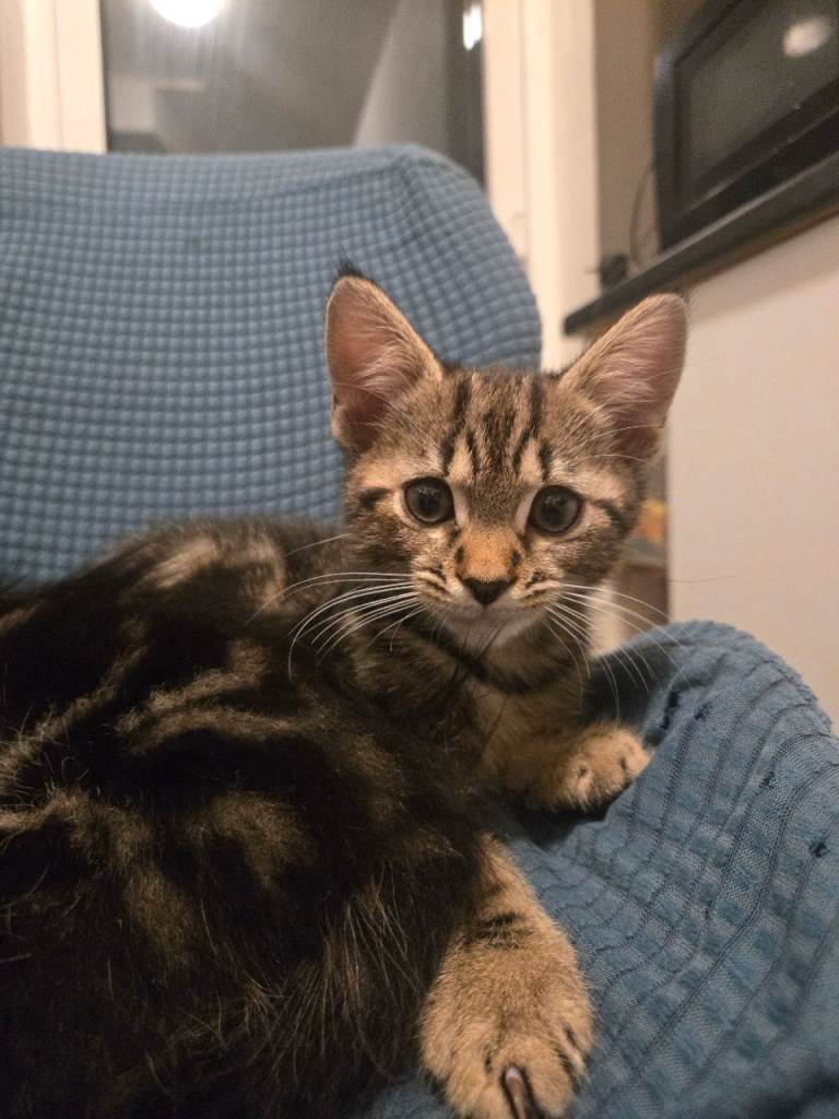 Kittens