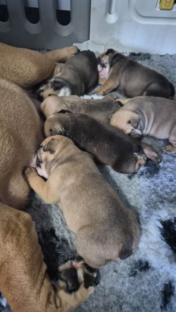 British bulldog pups forsale 