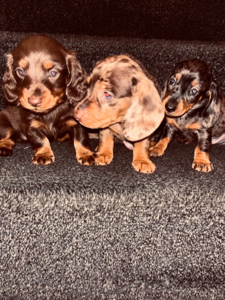 MINI Dachsund puppies long haired 
