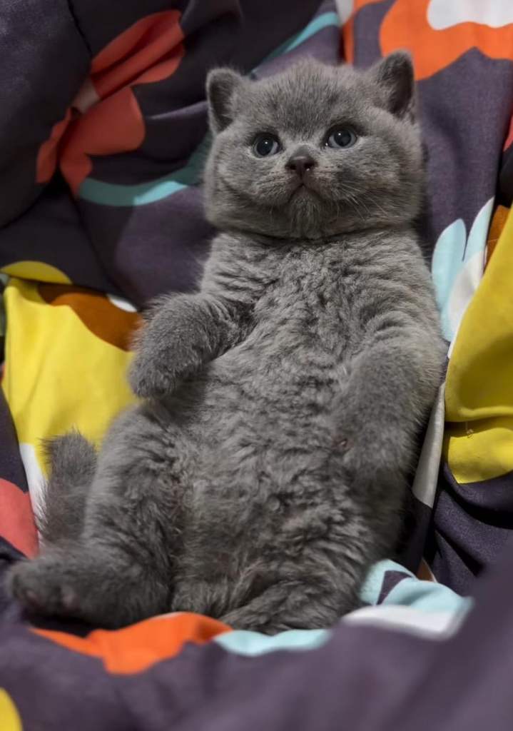  Beautiful Grey kittens 