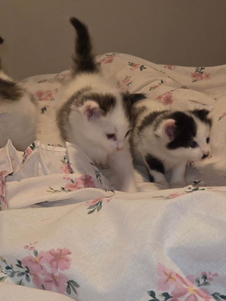 3x male long haired kittens 