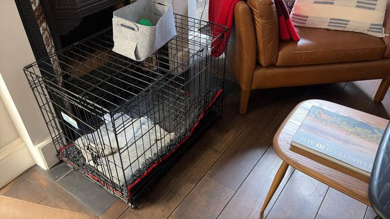 Free dog crate