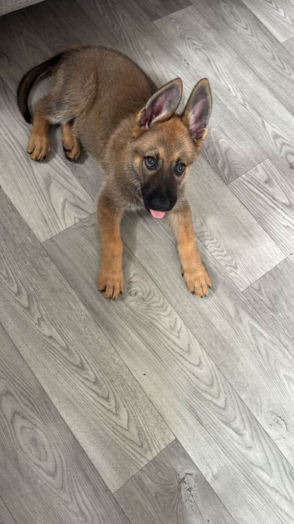 German Shepherd Puppies - one female available Microchipped and vaccinated 9 weeks old
