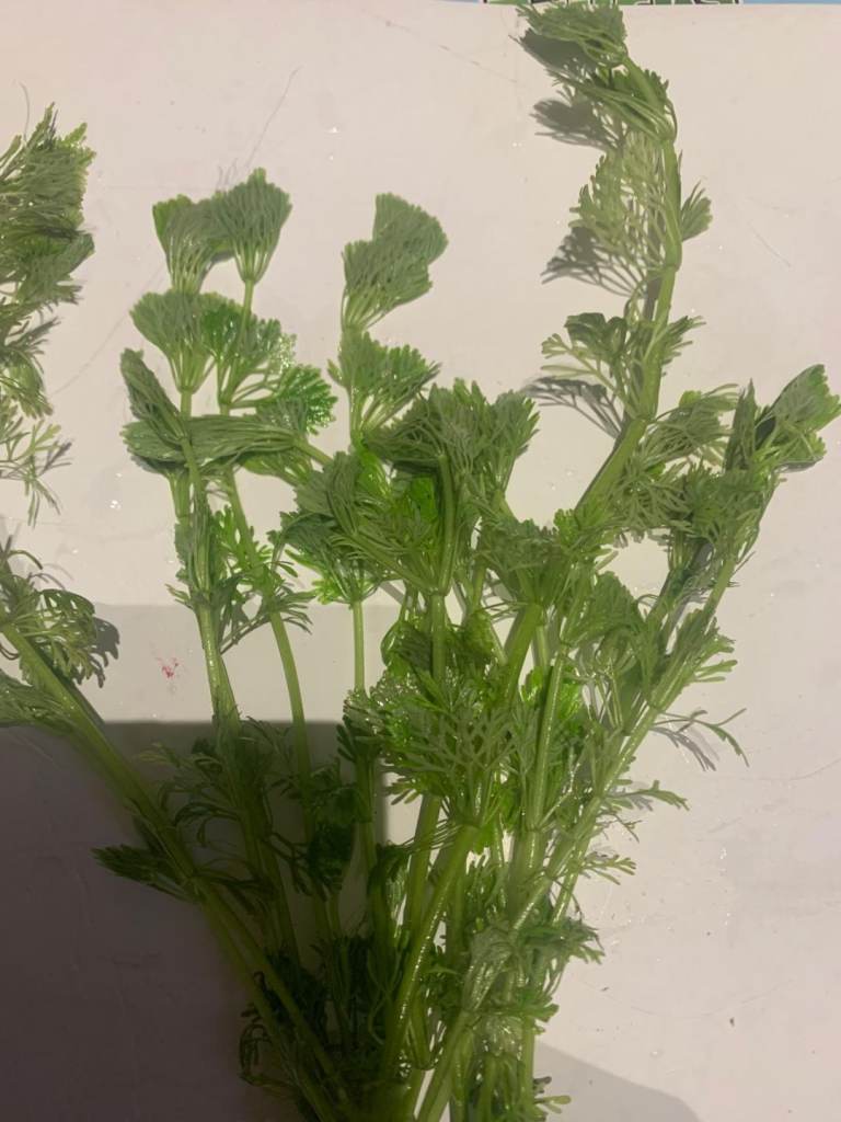 Limnophila Sessiliflora Aquarium plant for £2