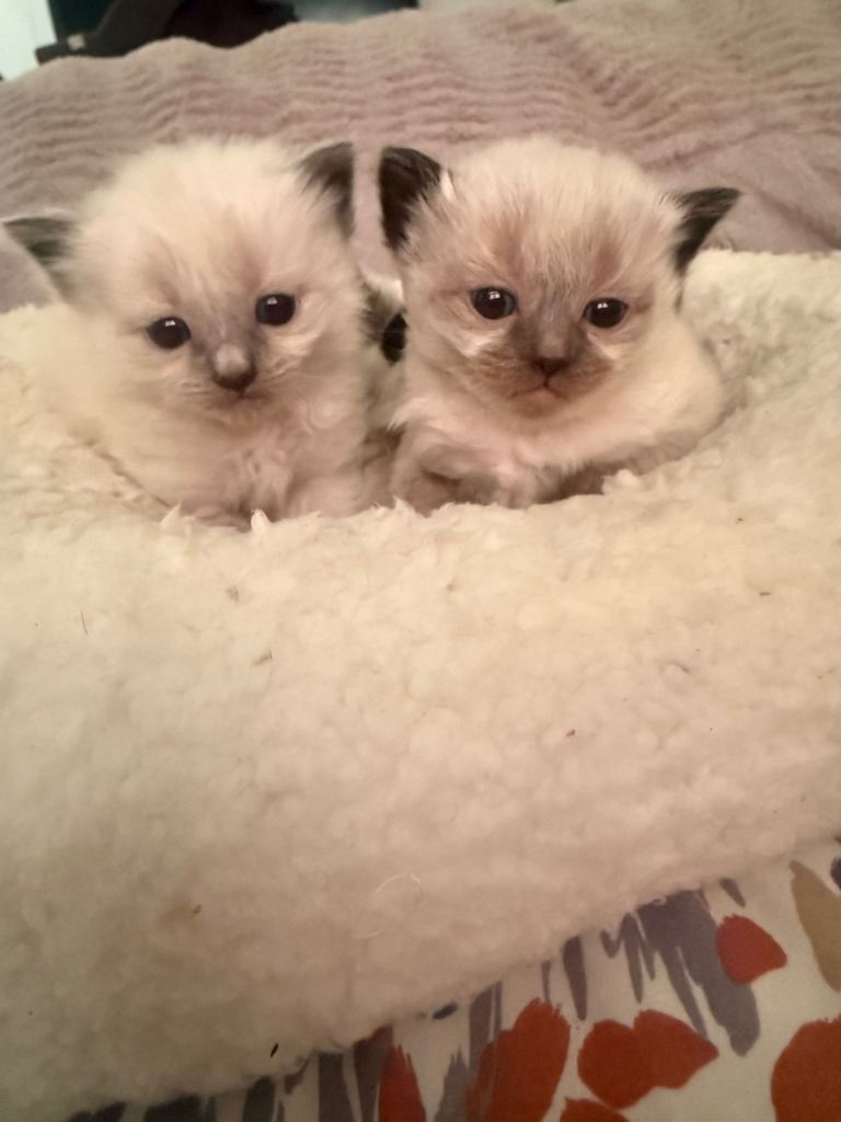 Ragdolls kittens 