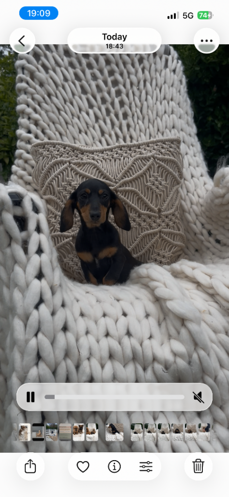 Miniature Dachshund Female 