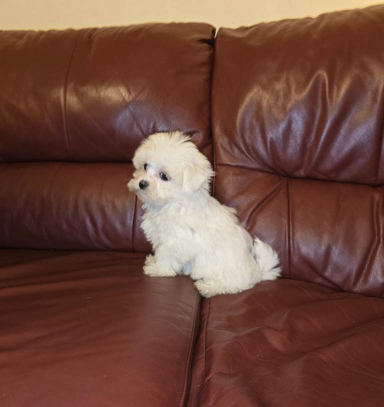 Tiny little Maltese Girl
