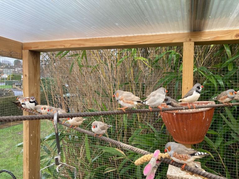 Zebra finches 
