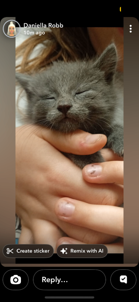 Beautiful kittens 