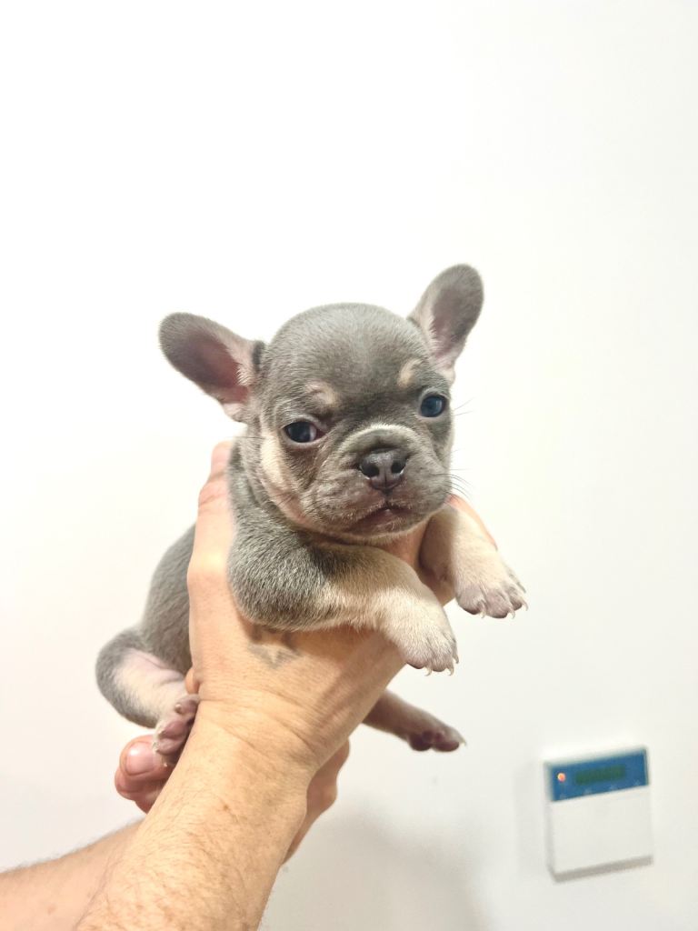 French bull dog puppies lilac tan