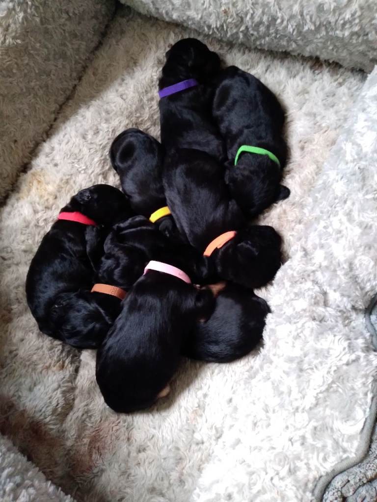 Cockapoo x terrior pups