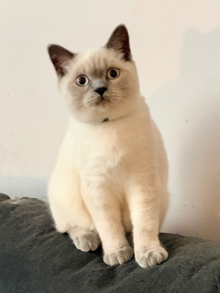 British Shorthair Kittens (available now)