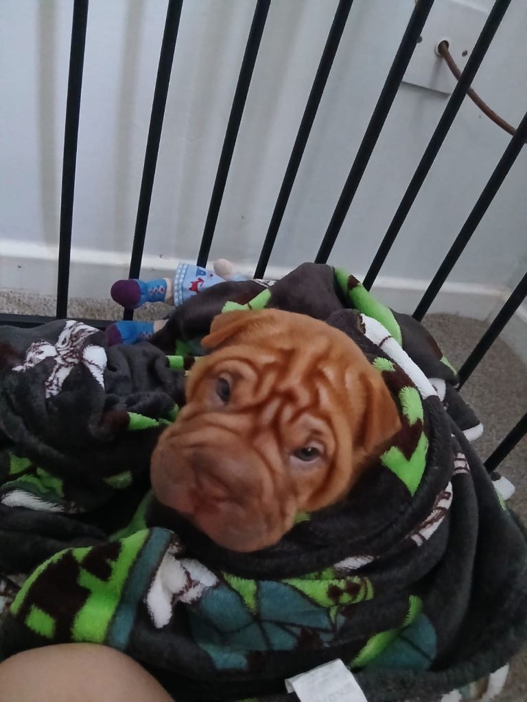 Shar pei puppies