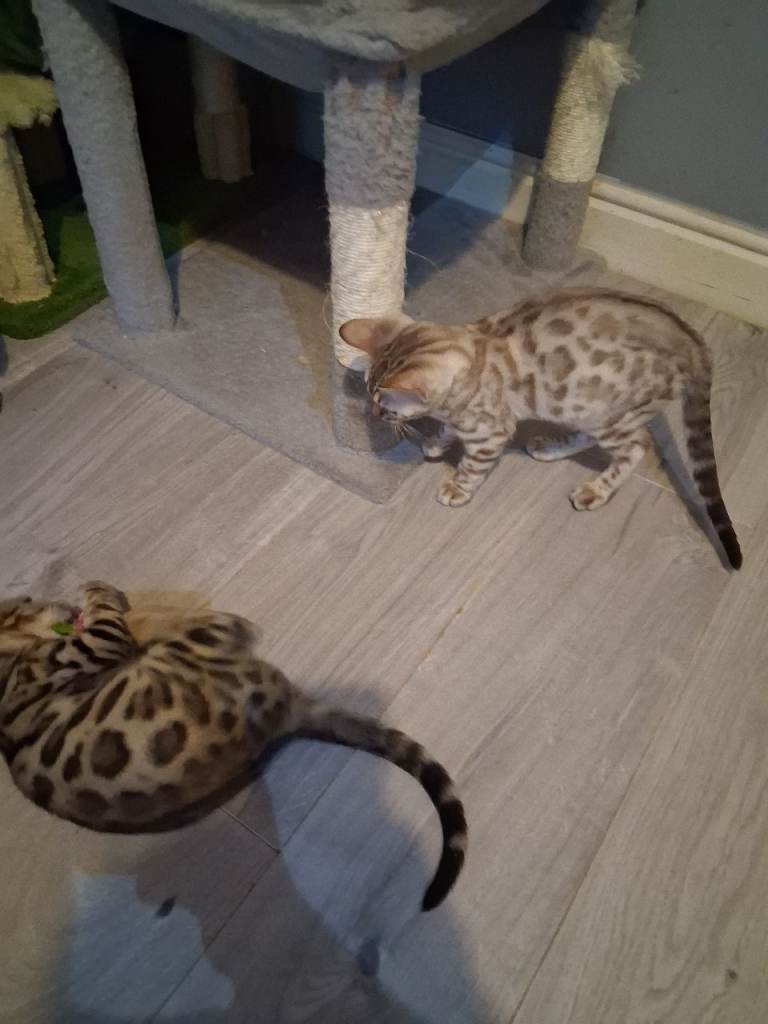 Top quality Bengal Kittens 