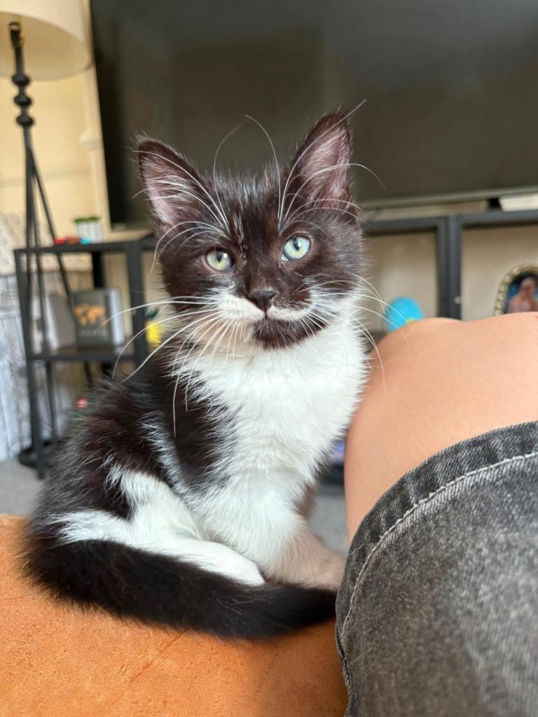 Black / Black White Kittens for sale 