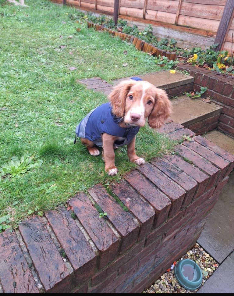 Cocker spaniel puppy