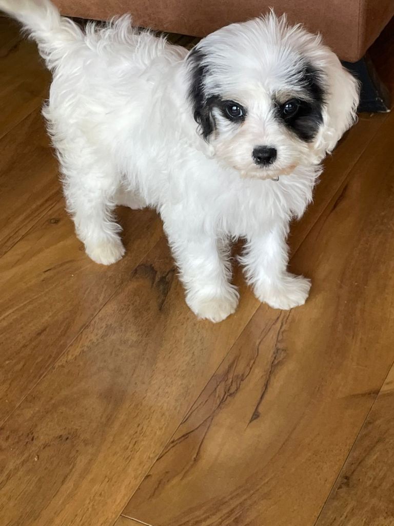 F1 cavapoos 