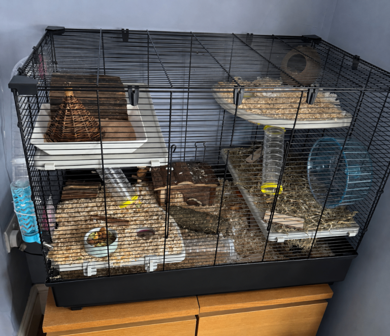Hamster Cage and Set Up