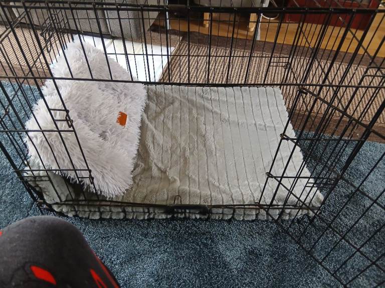 Dog gage with 2 doors 