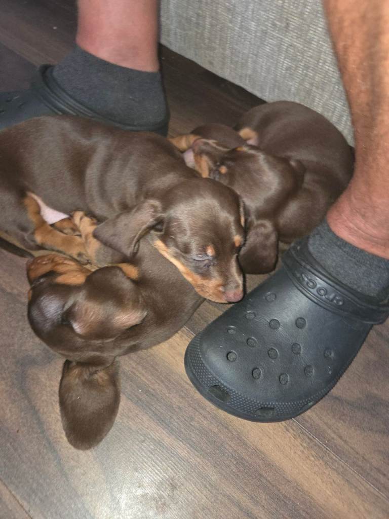 Mini Dachshund Puppy 