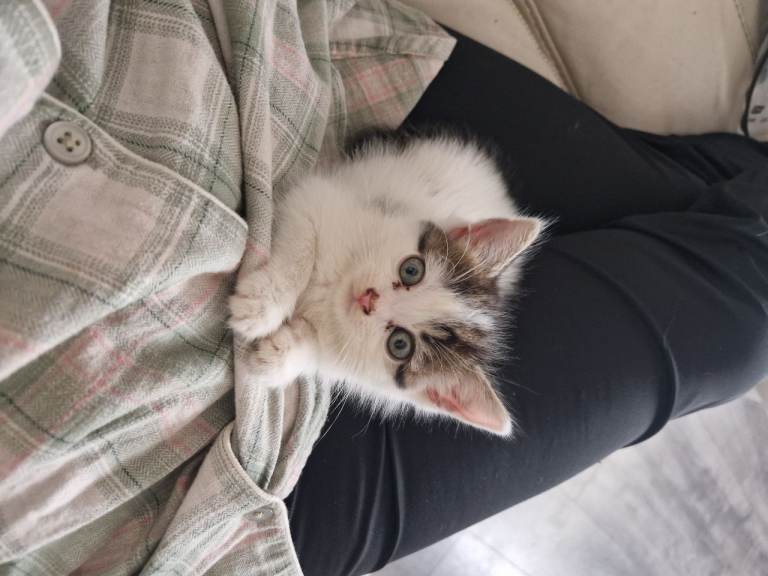 FEMALE KITTEN 9WEEKS