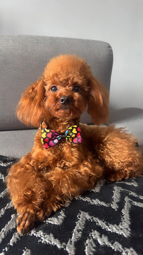 DNA tested Asian Toy Poodle