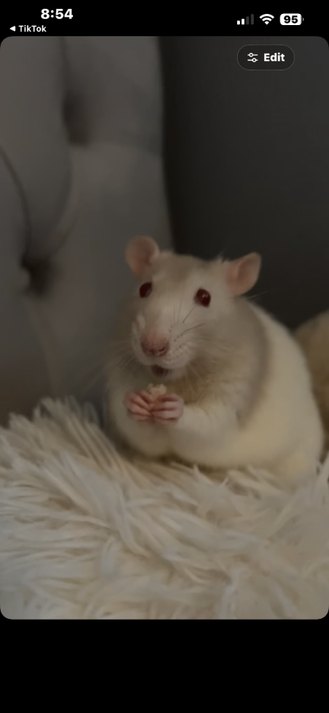 3 Male Rats 