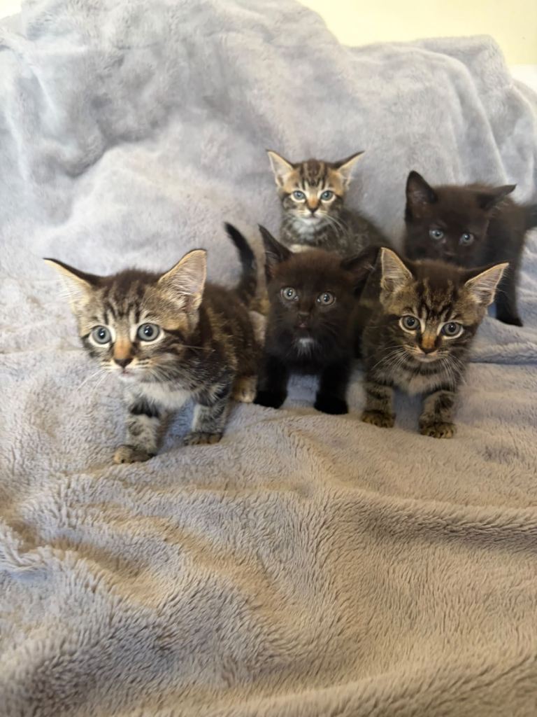 Domestic Tabby/Black Kittens