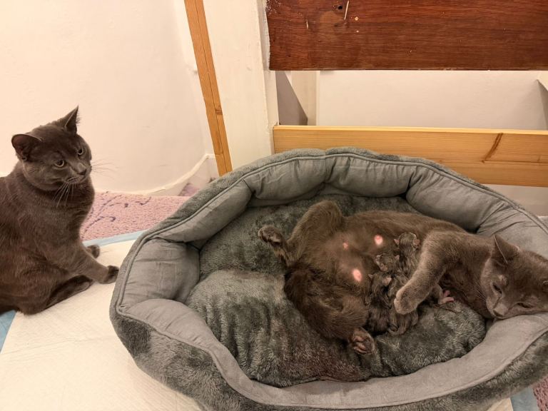 Russia blue cat Bingo and Bluey Make beautiful baby cat 