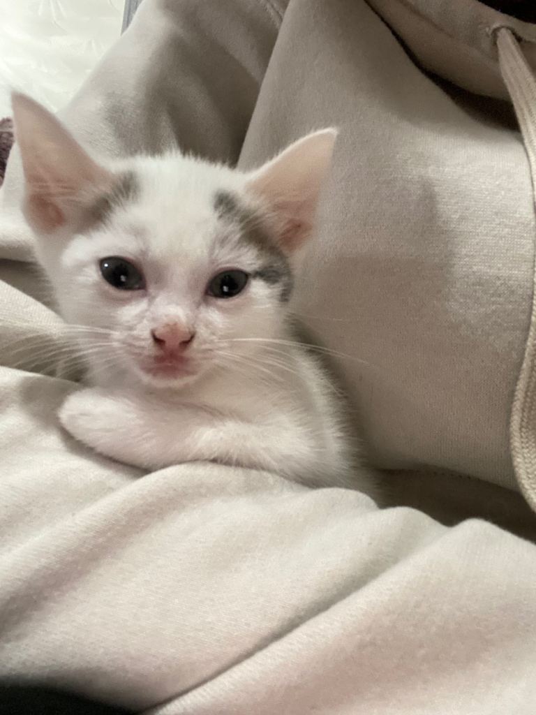 Beautiful litter of kittens