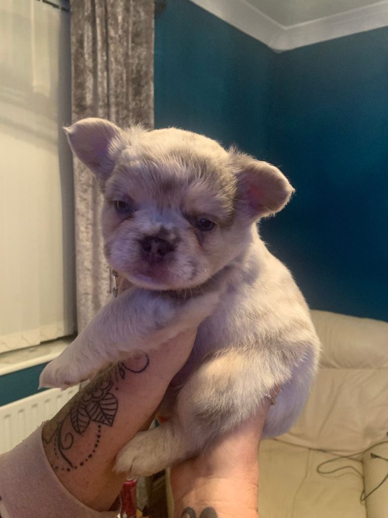 Quality fluffy French Bulldog pups 