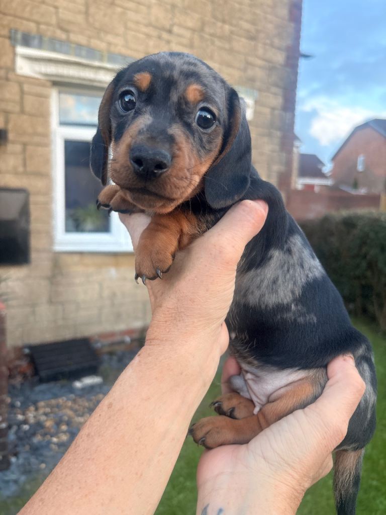 beautiful boy silver dapple miniature dachshund left available 