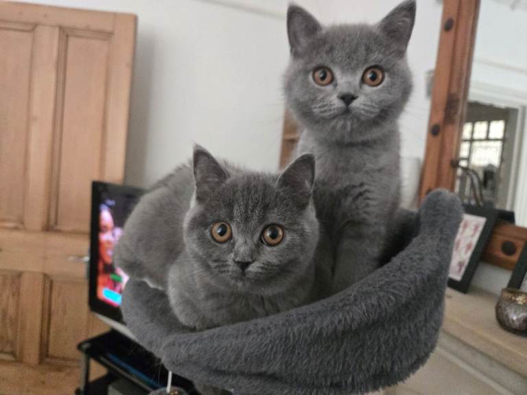 Purebred British Shorthair Kittens - 2 left!