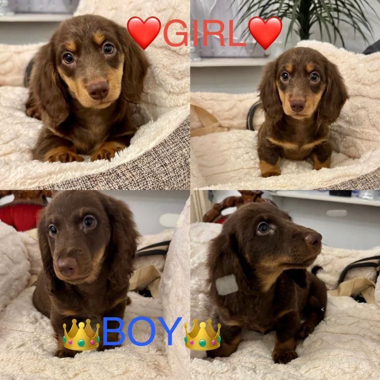 Dachshund miniature 
