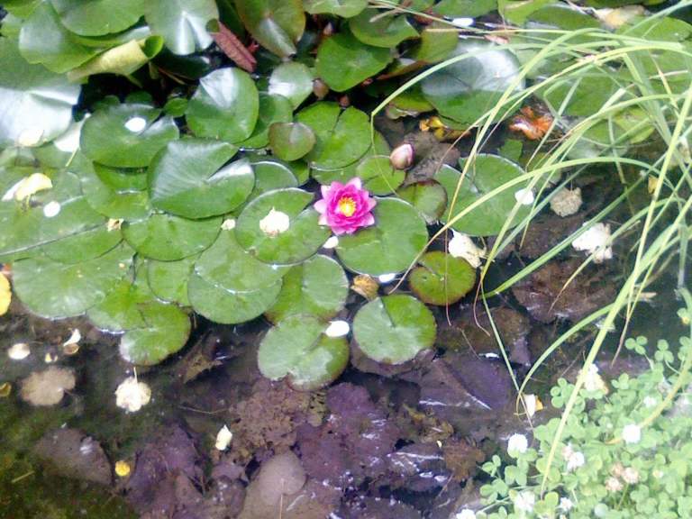 HOUSE FOR SALE IN FRANCE. ' Sold Furnished '